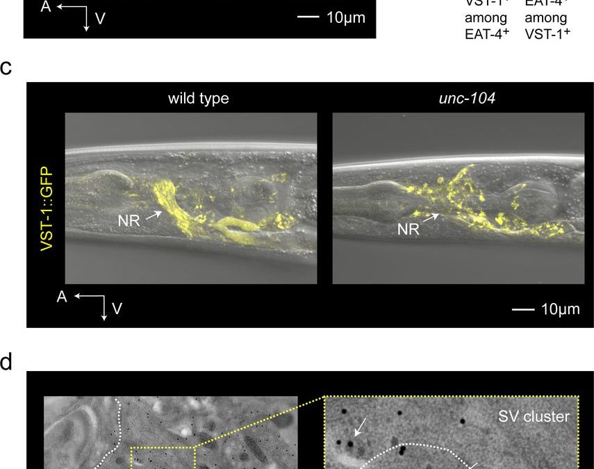 Jung-Hwan’s paper about regulation of glutamatergic neurotransmission available on bioRxiv